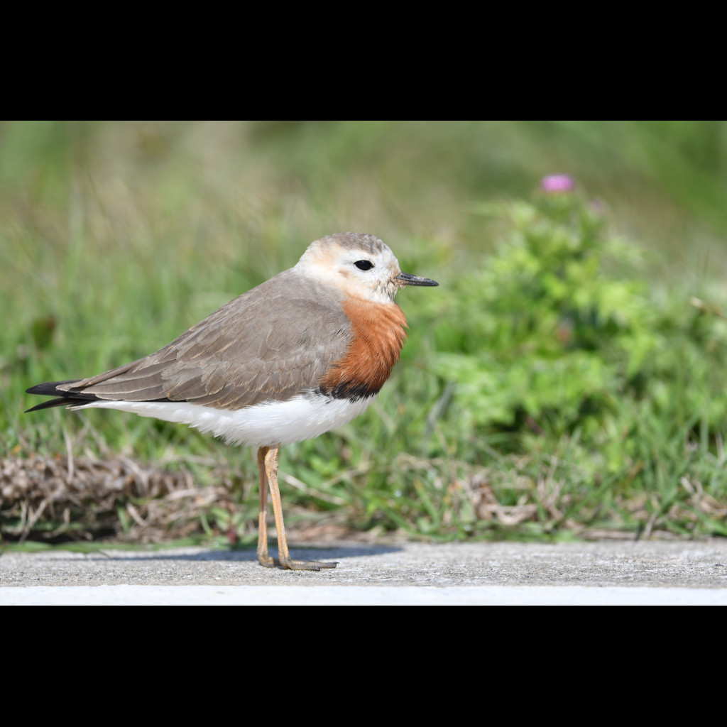 Oriental Plover