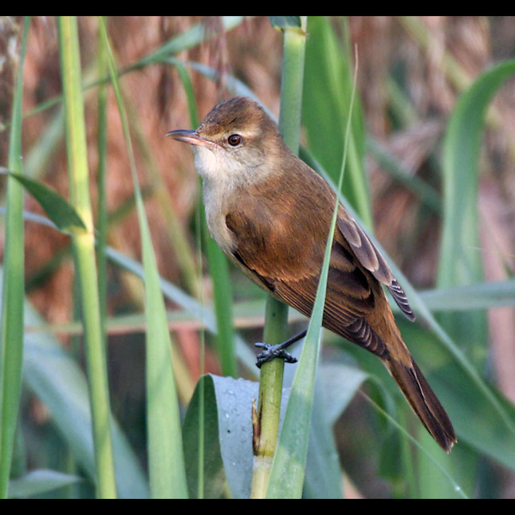 Oriental Reed-Warbler