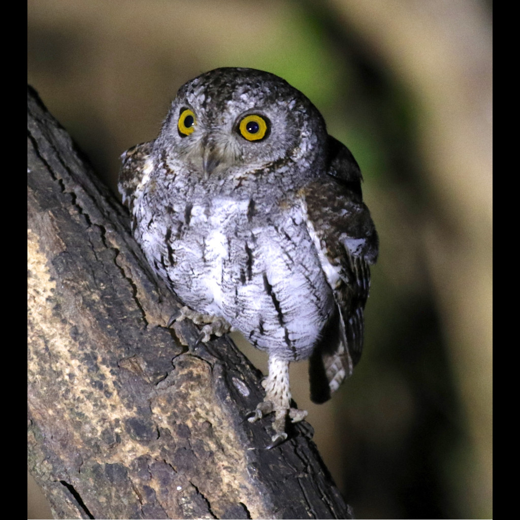 Oriental Scops-Owl