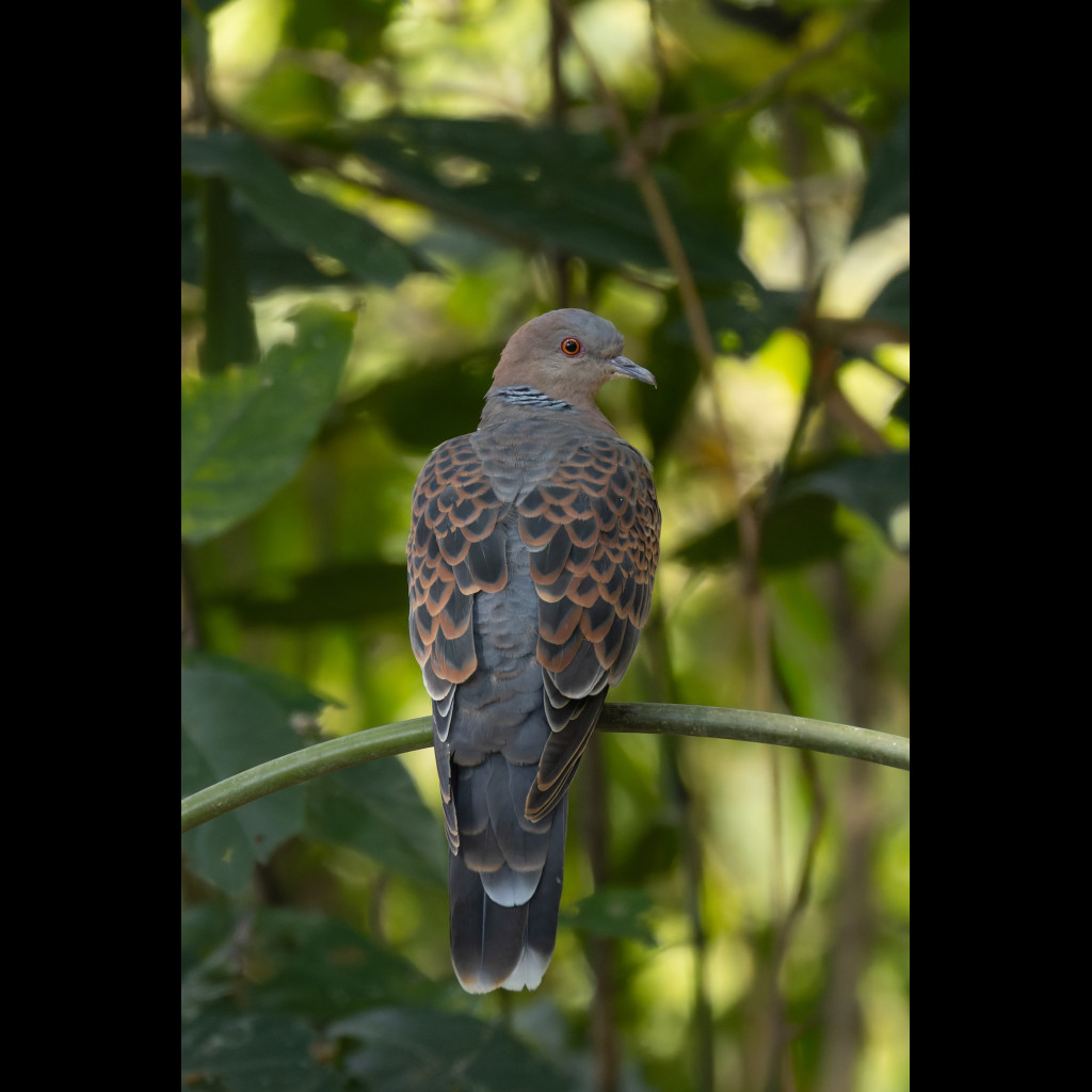 Oriental Turtle Dove