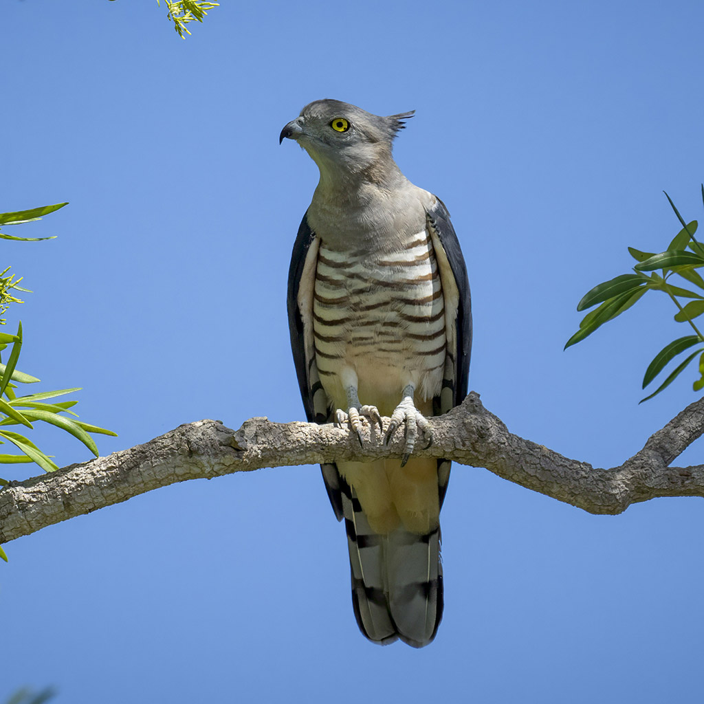Pacific Baza