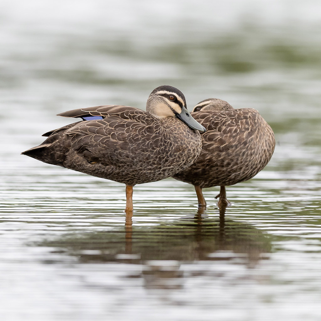 Pacific Black Duck