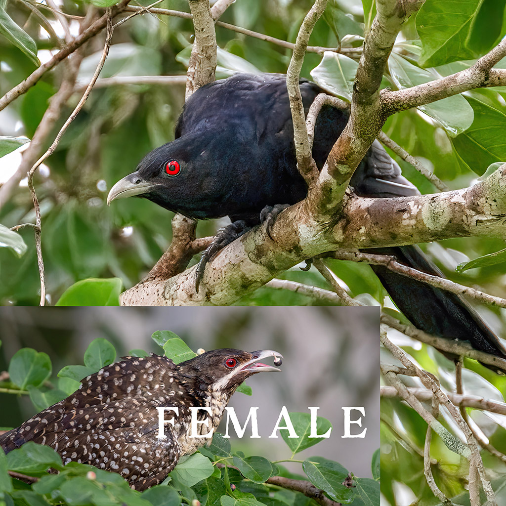 Pacific koel