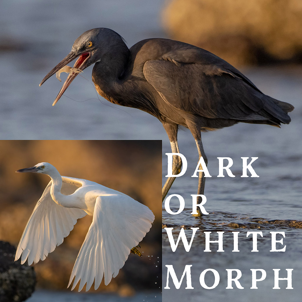 Pacific Reef Heron
