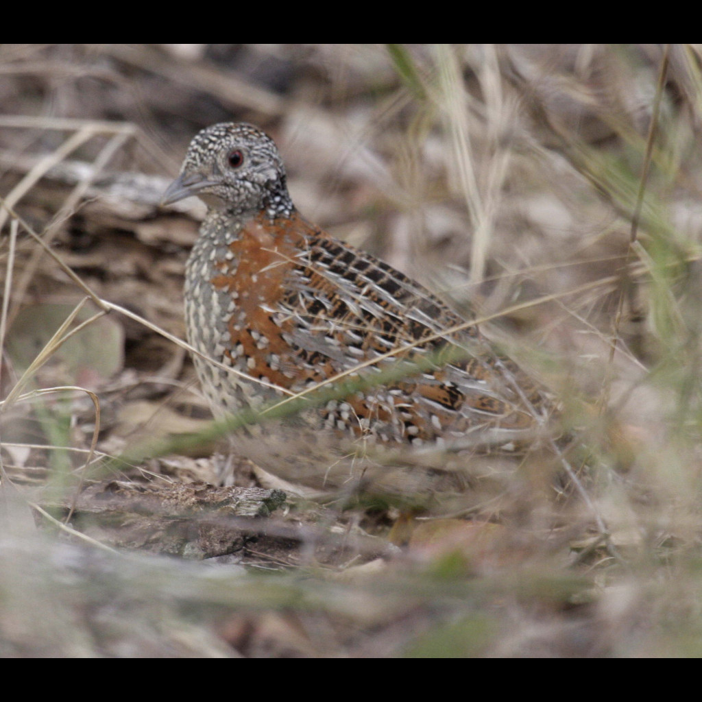 Painted Button-quail