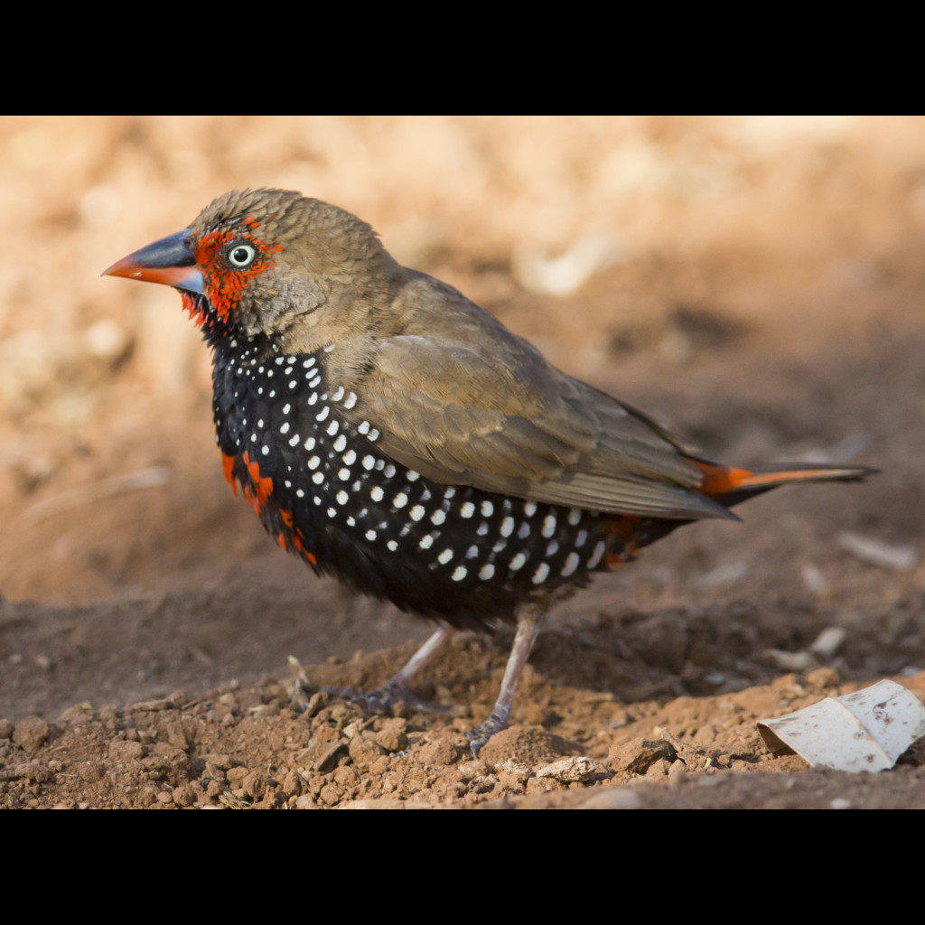 Painted Finch