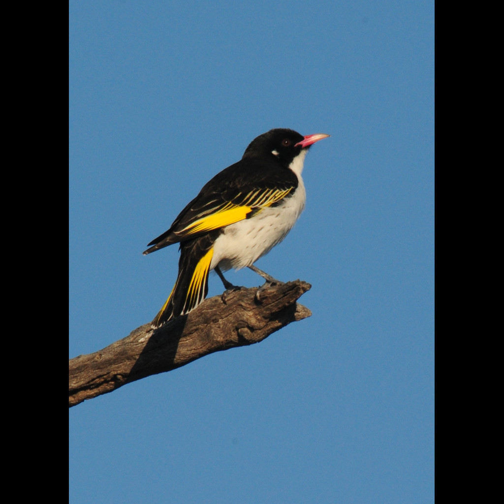 Painted Honeyeater