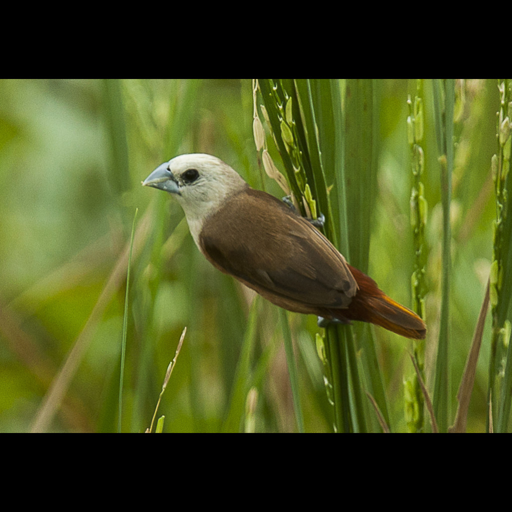 Pale-headed Munia
