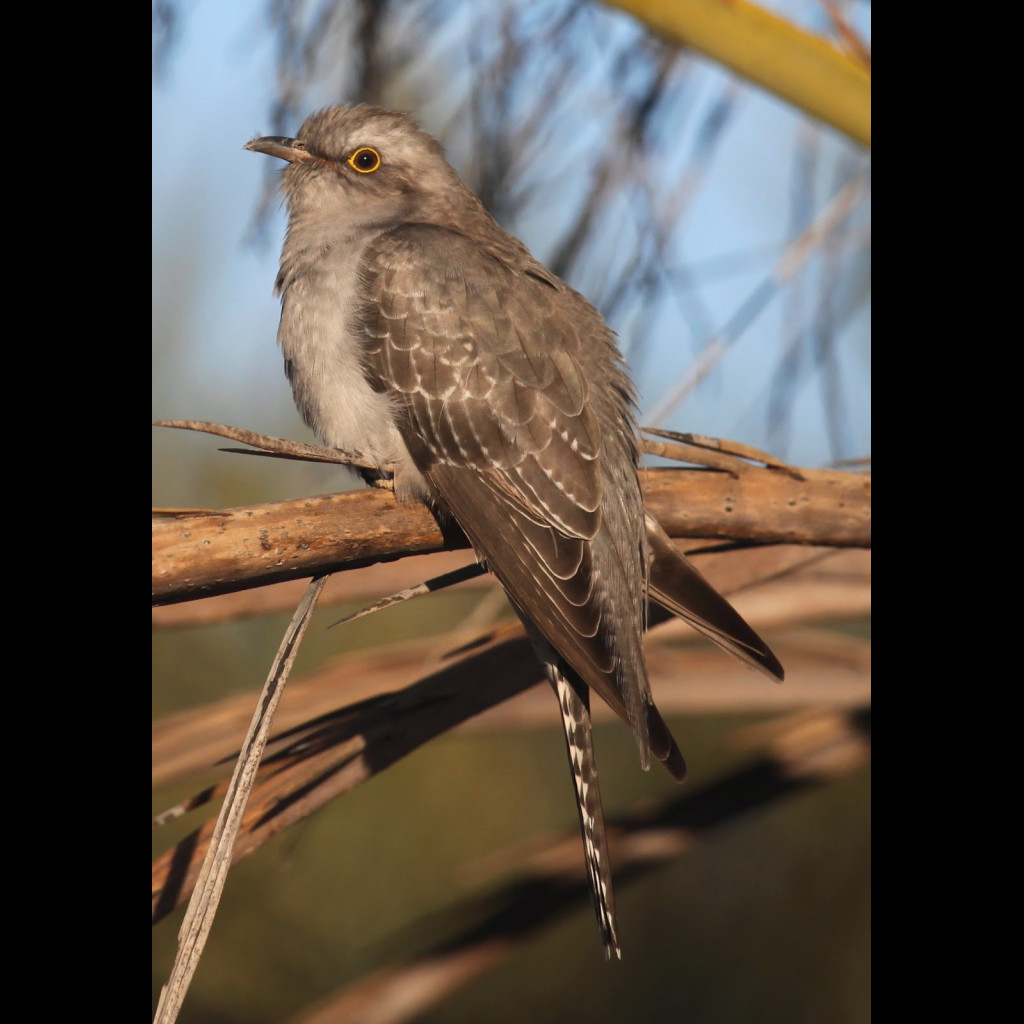 Pallid Cuckoo