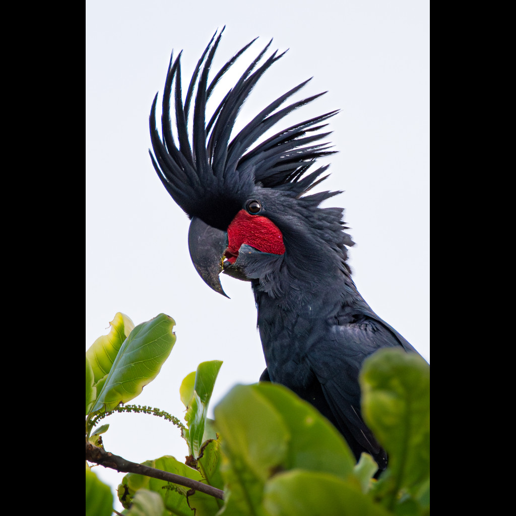 Palm Cockatoo