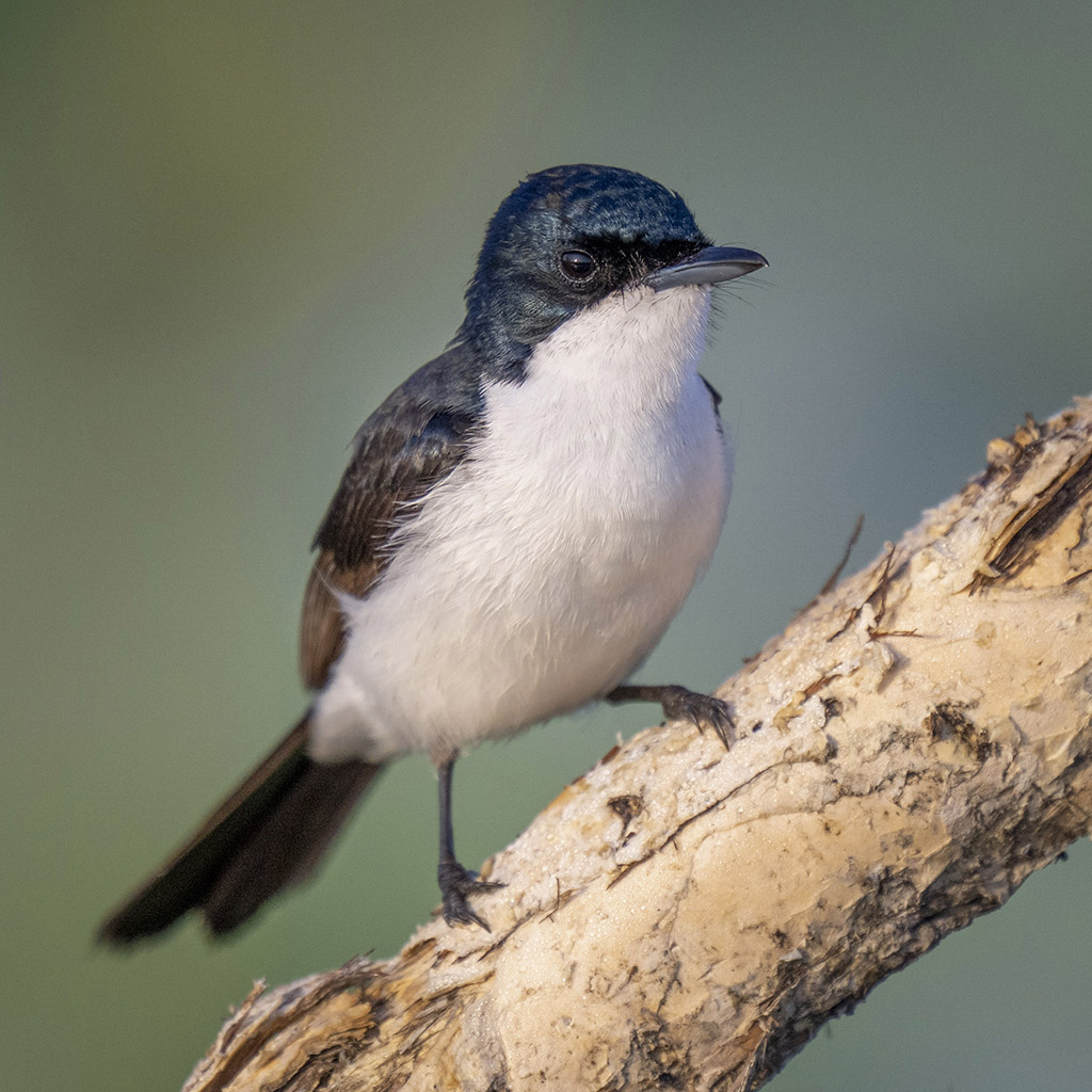 Paperbark Flycatcher