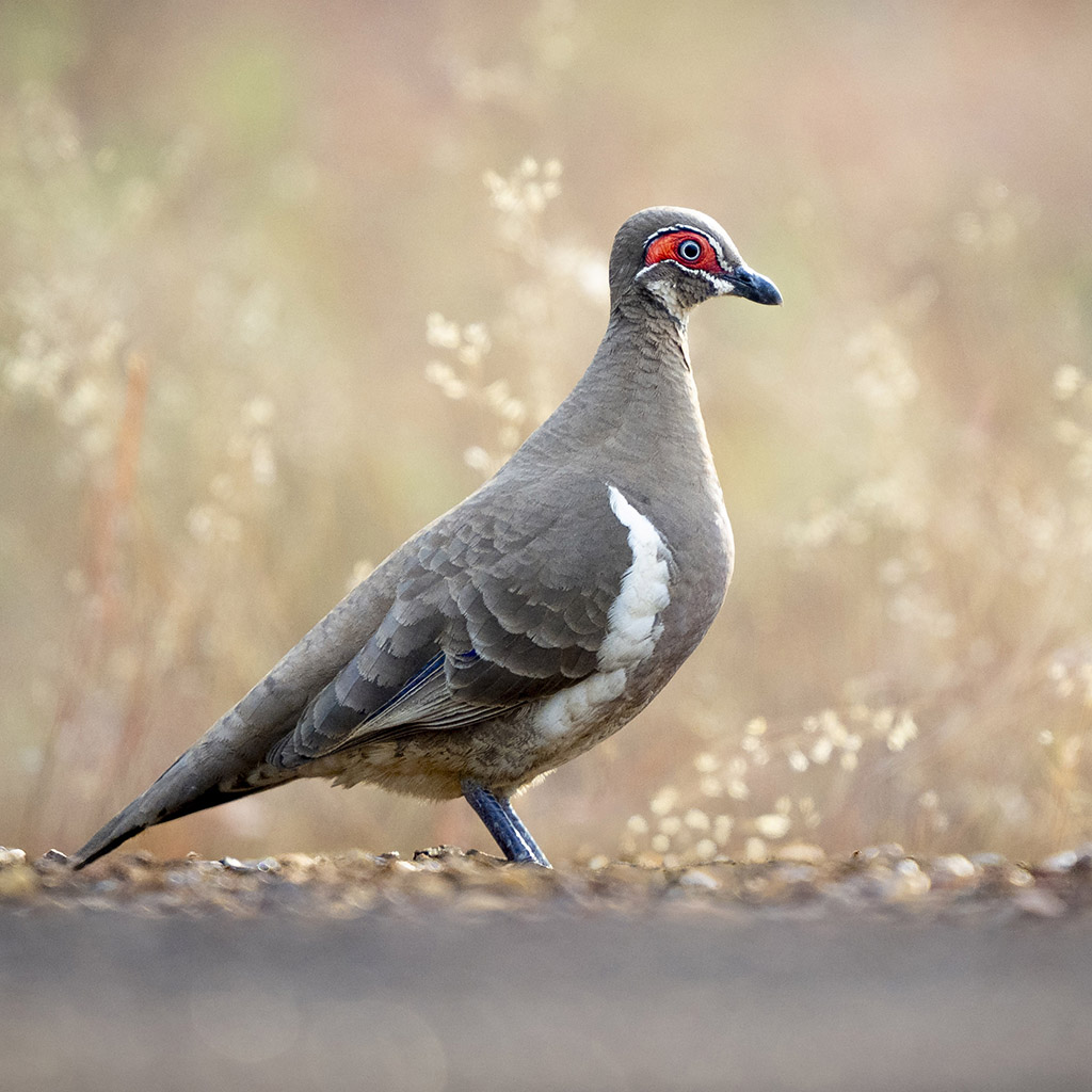 Partridge Pigeon