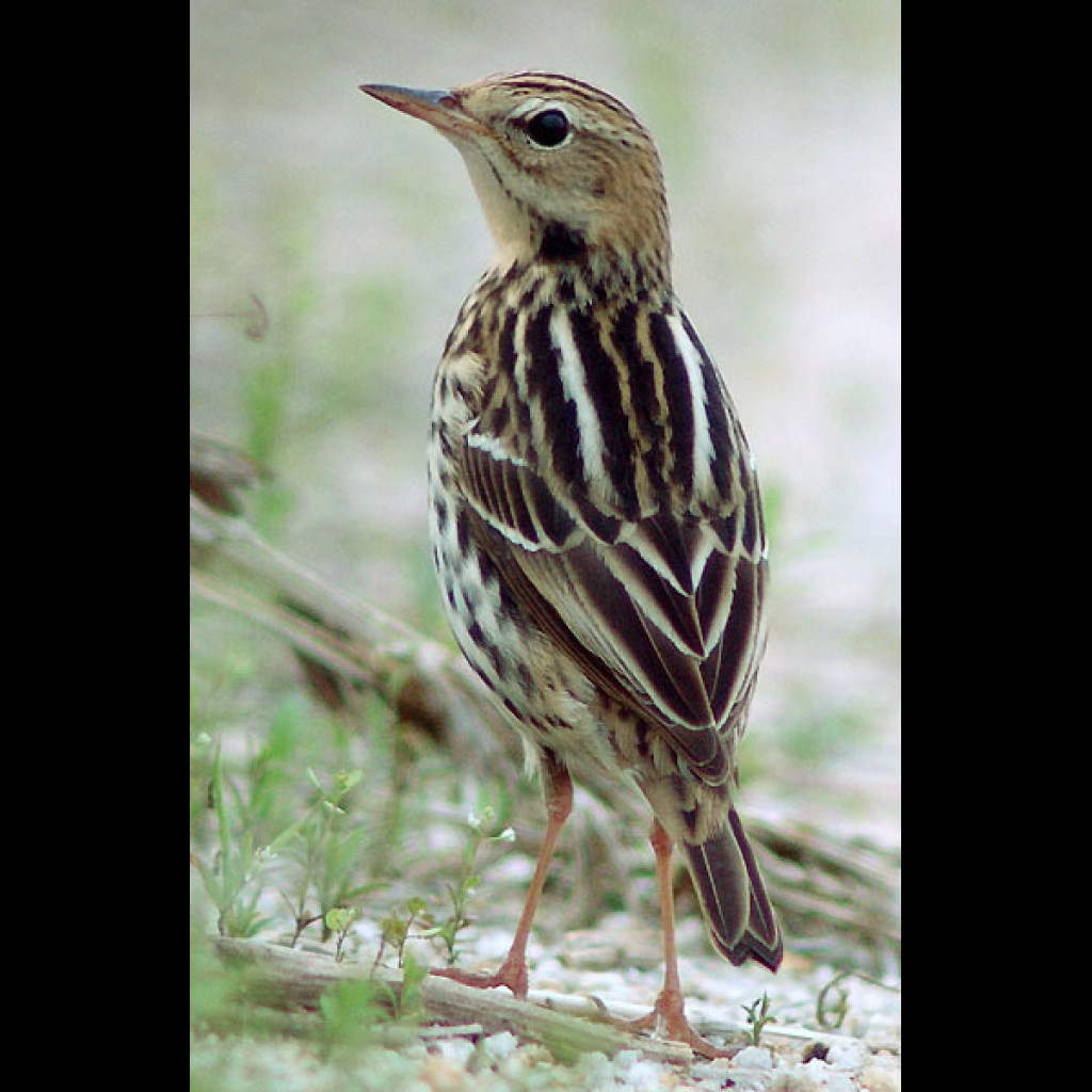 Pechora Pipit