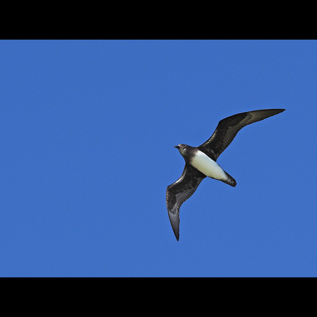 Phoenix Petrel
