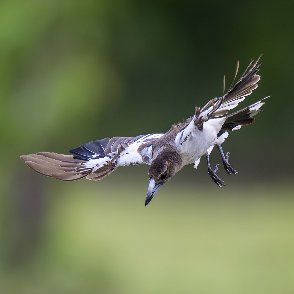 Pied butcherbird