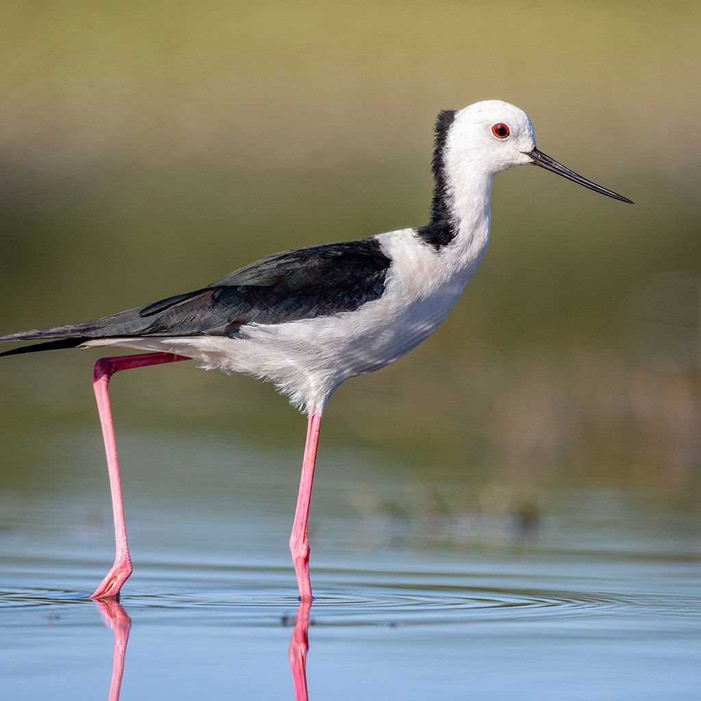 Pied Stilt