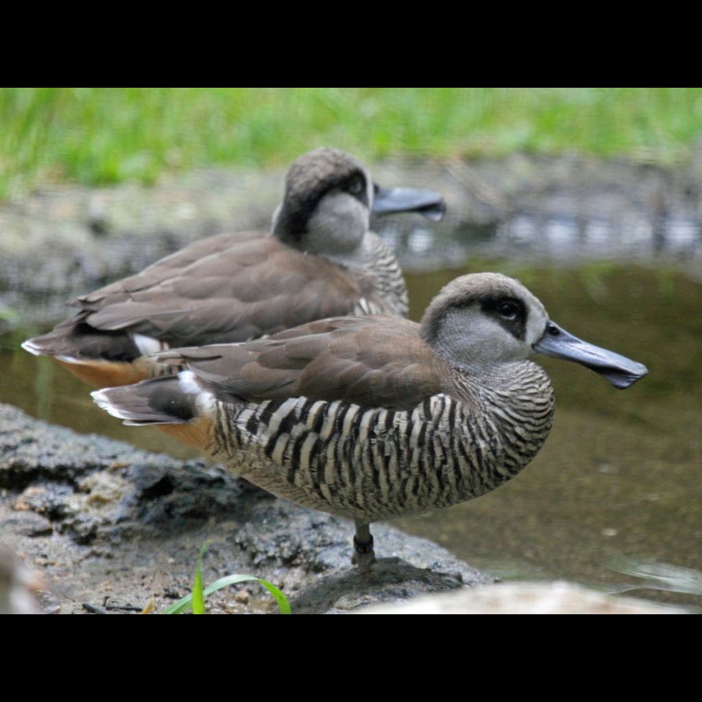 Pink-eared Duck