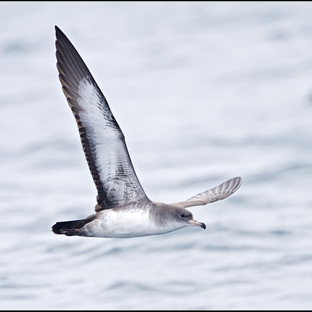 Pink-footed Shearwater