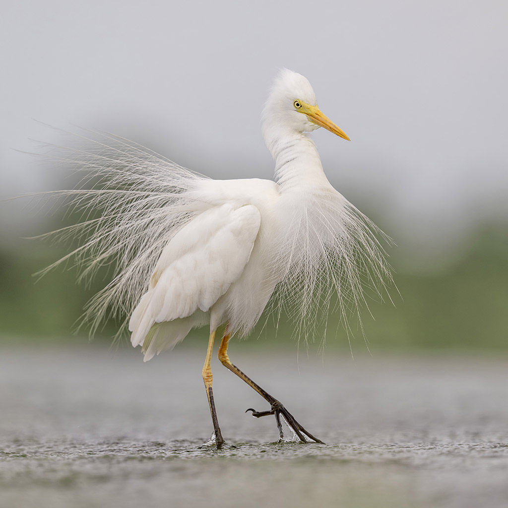 Plumed Egret
