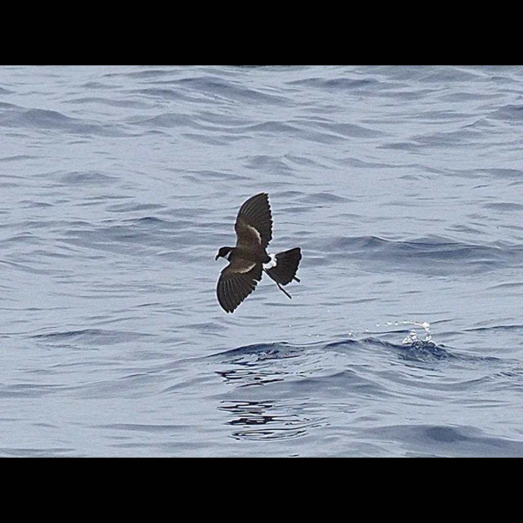 Polynesian Storm-Petrel