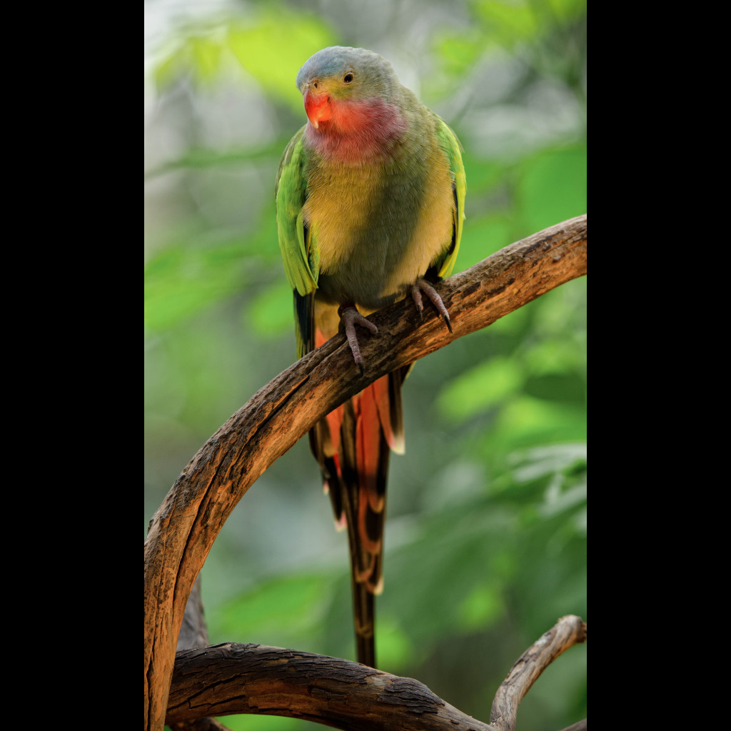 Princess Parrot