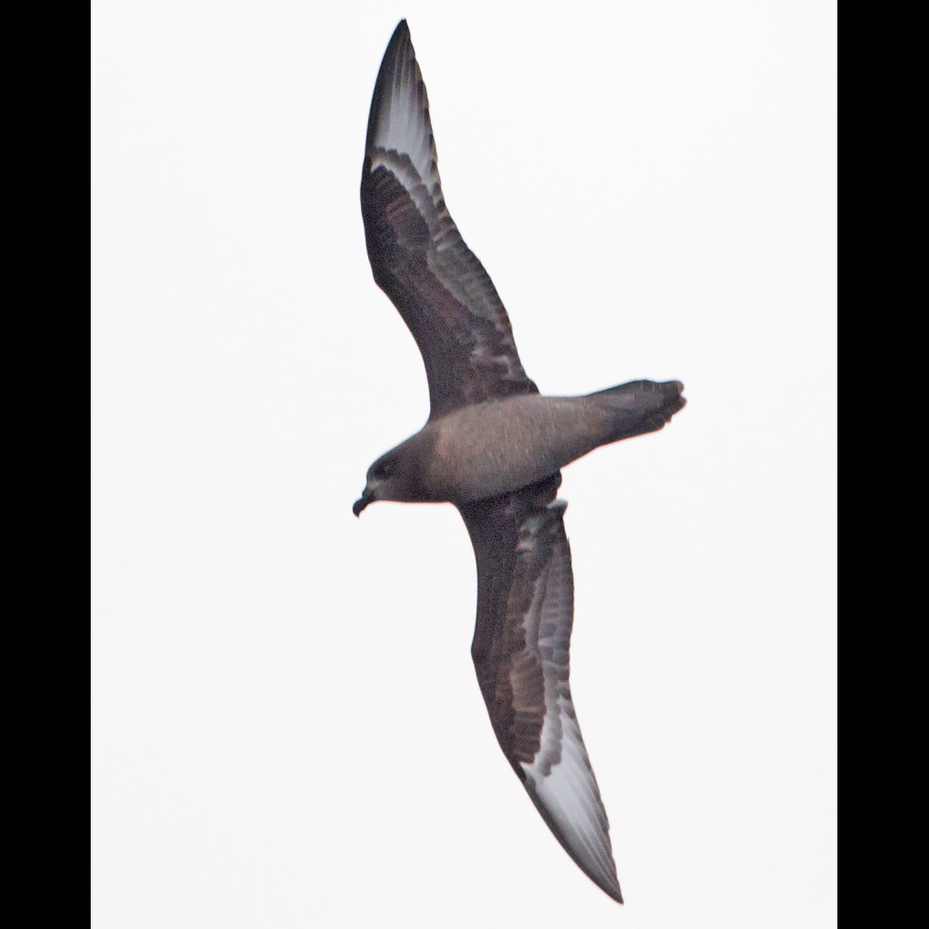 Providence Petrel