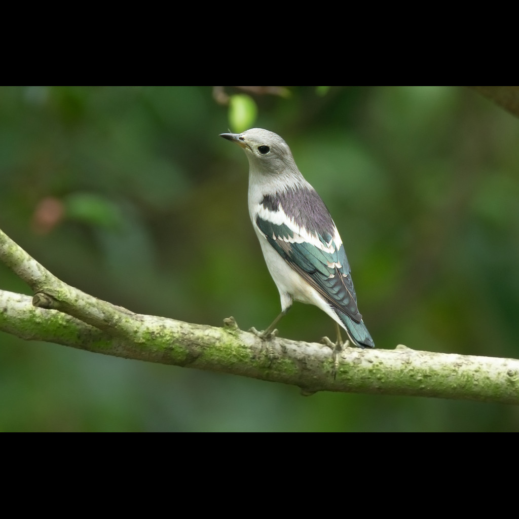 Purple-backed Starling