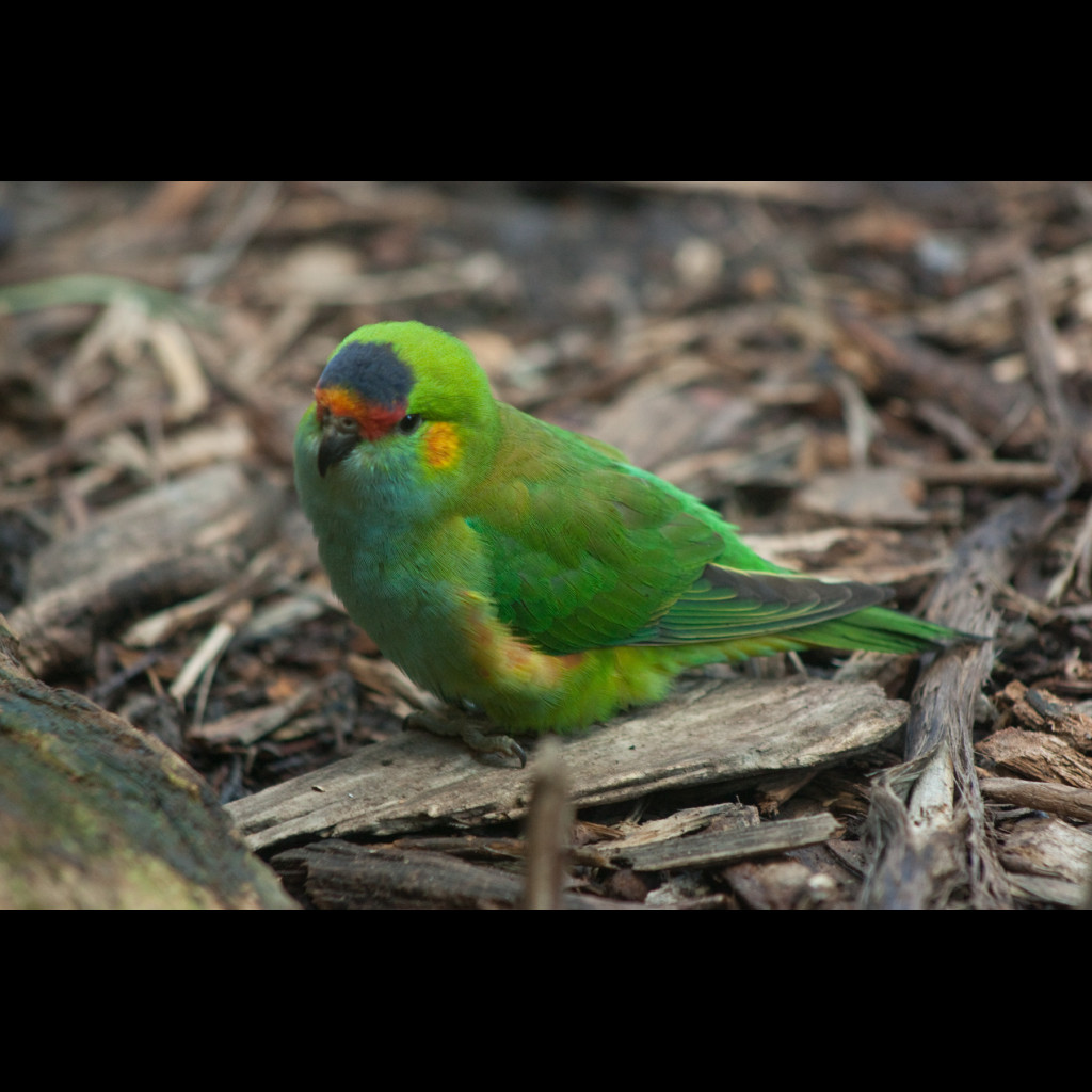 Purple-crowned Lorikeet