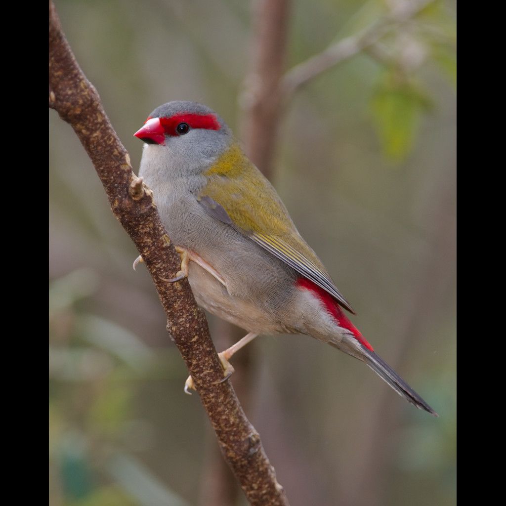 Red-browed Finch