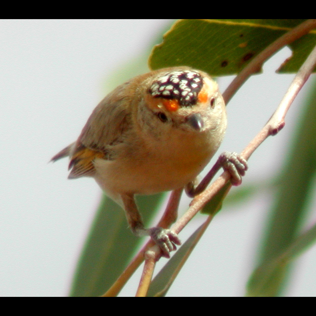 Red-browed Pardalote