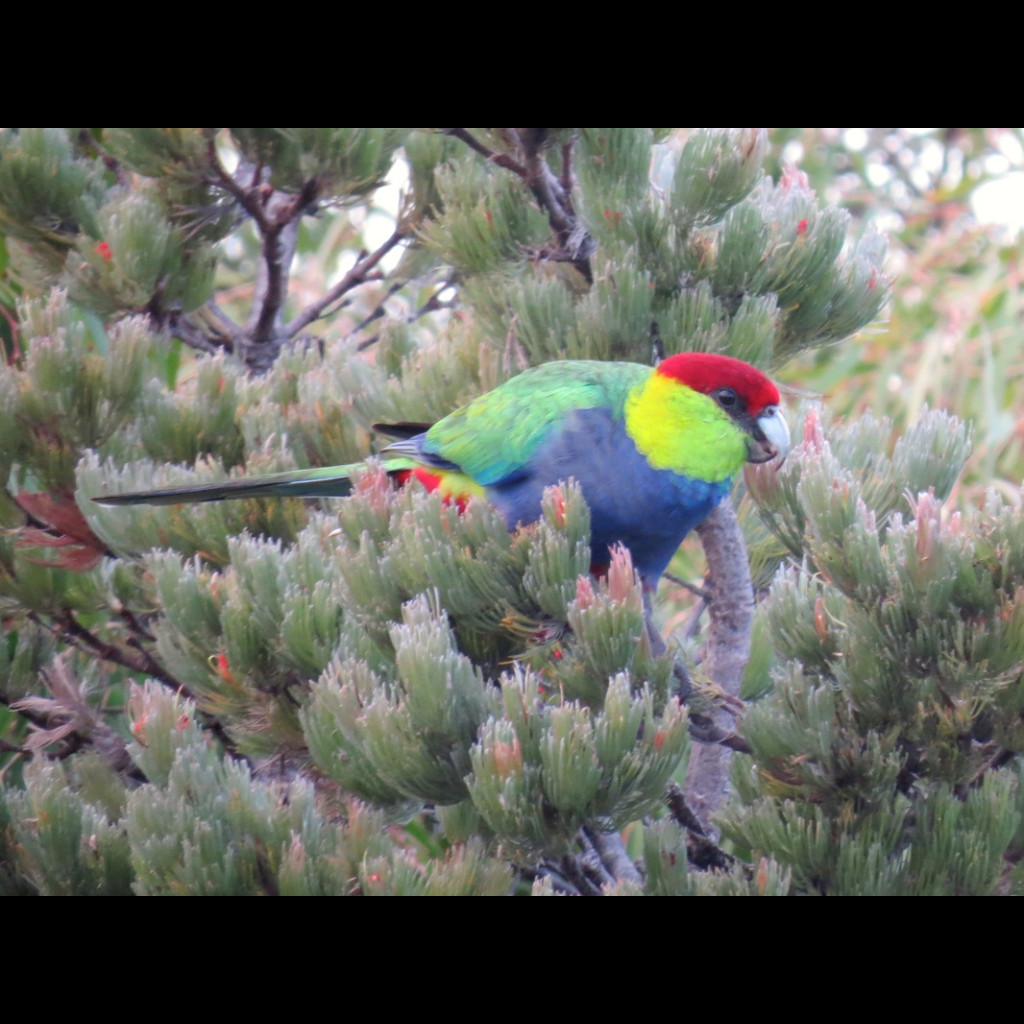 Red-capped Parrot