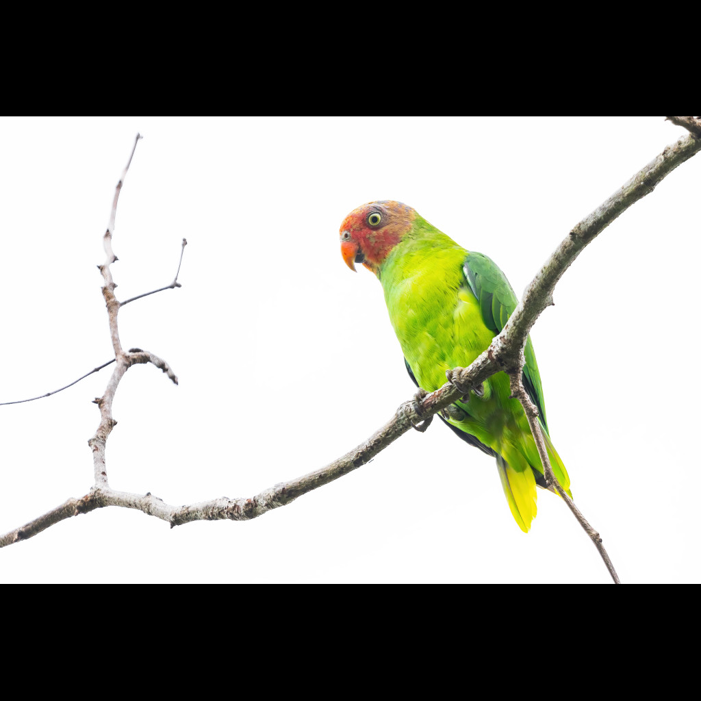 Red-cheeked Parrot