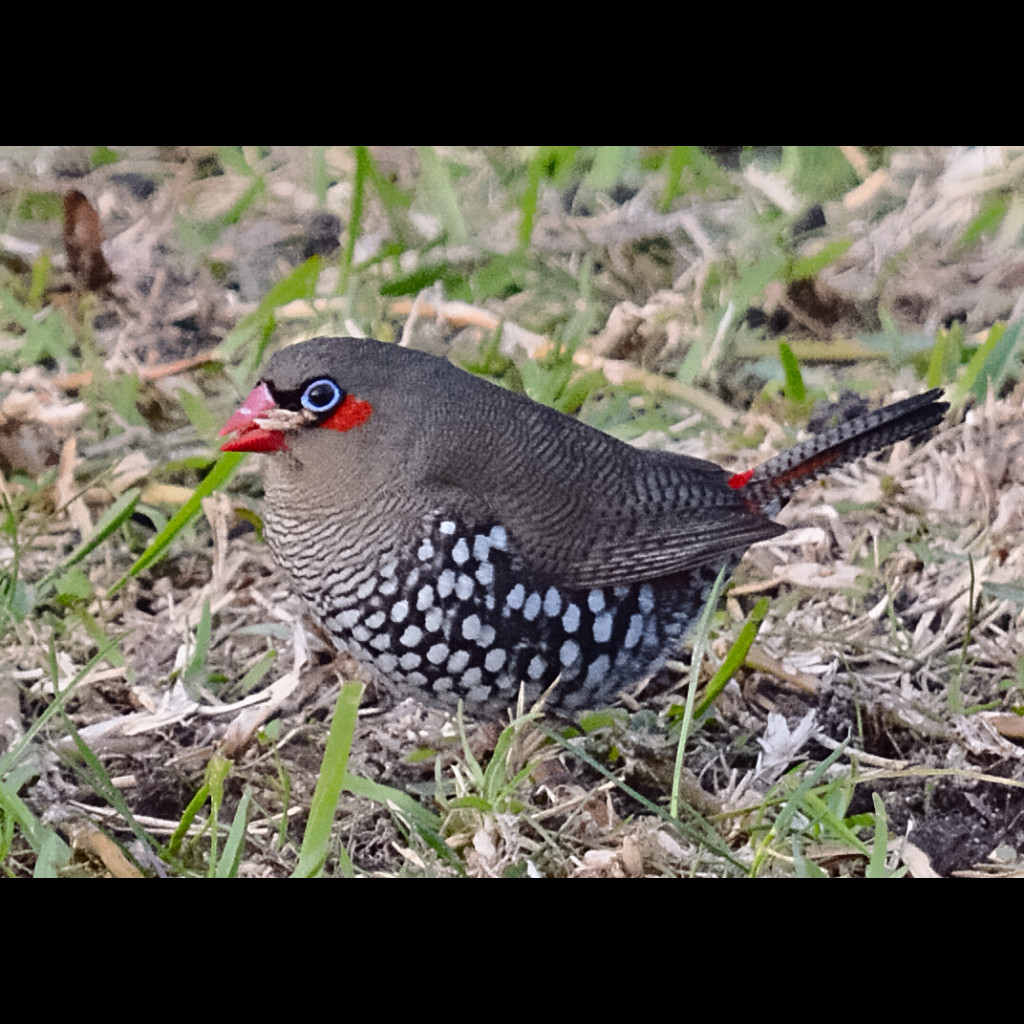 Red-eared Firetail
