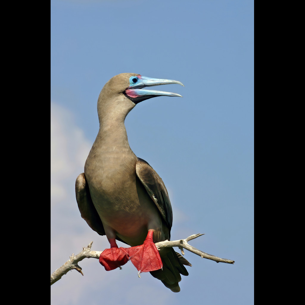 Red-footed Booby