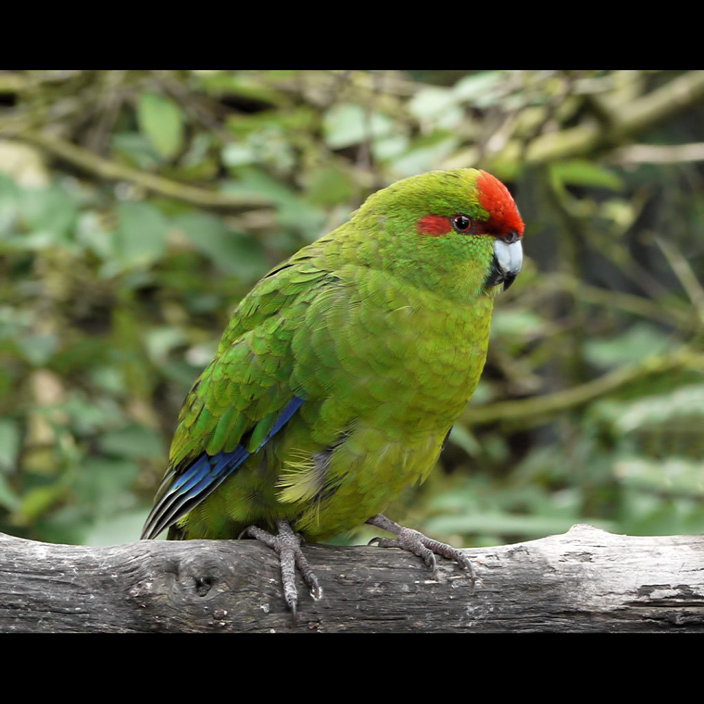 Red-fronted Parakeet