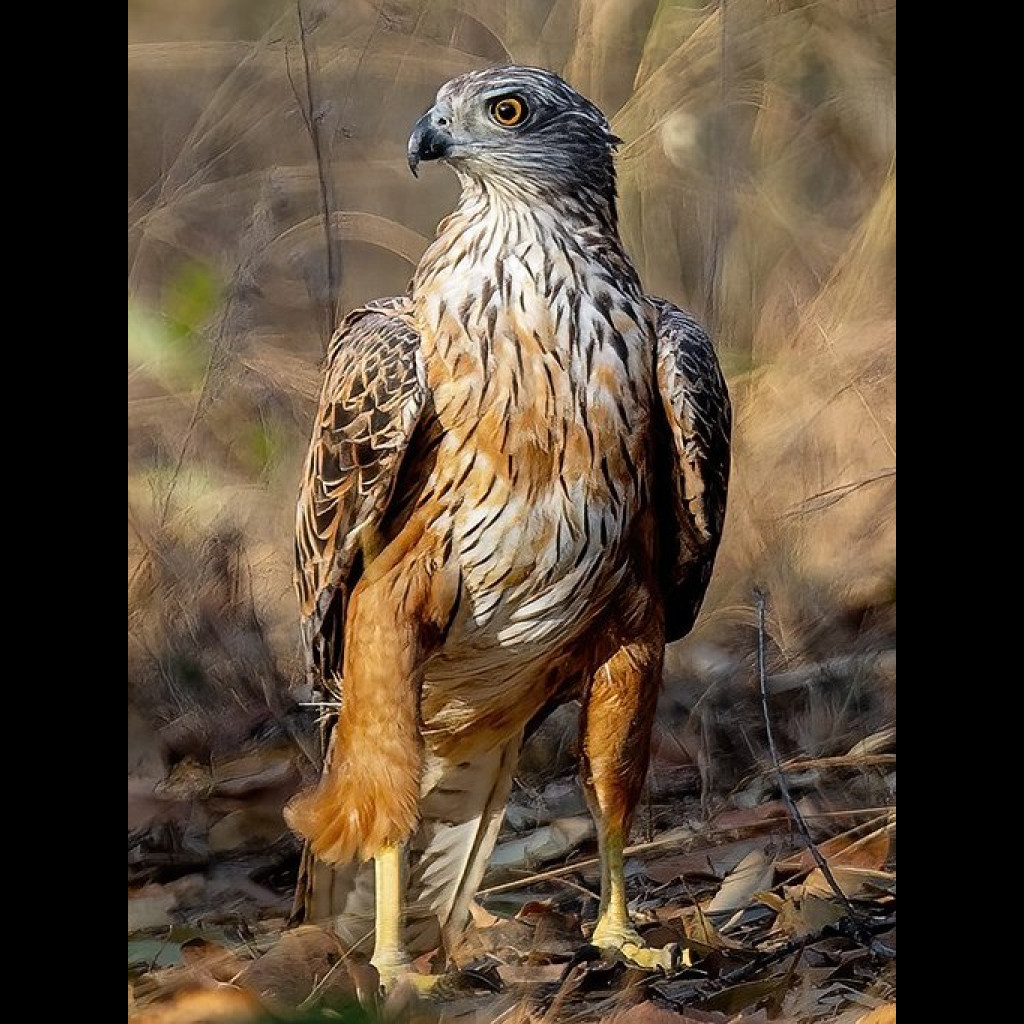 Red Goshawk