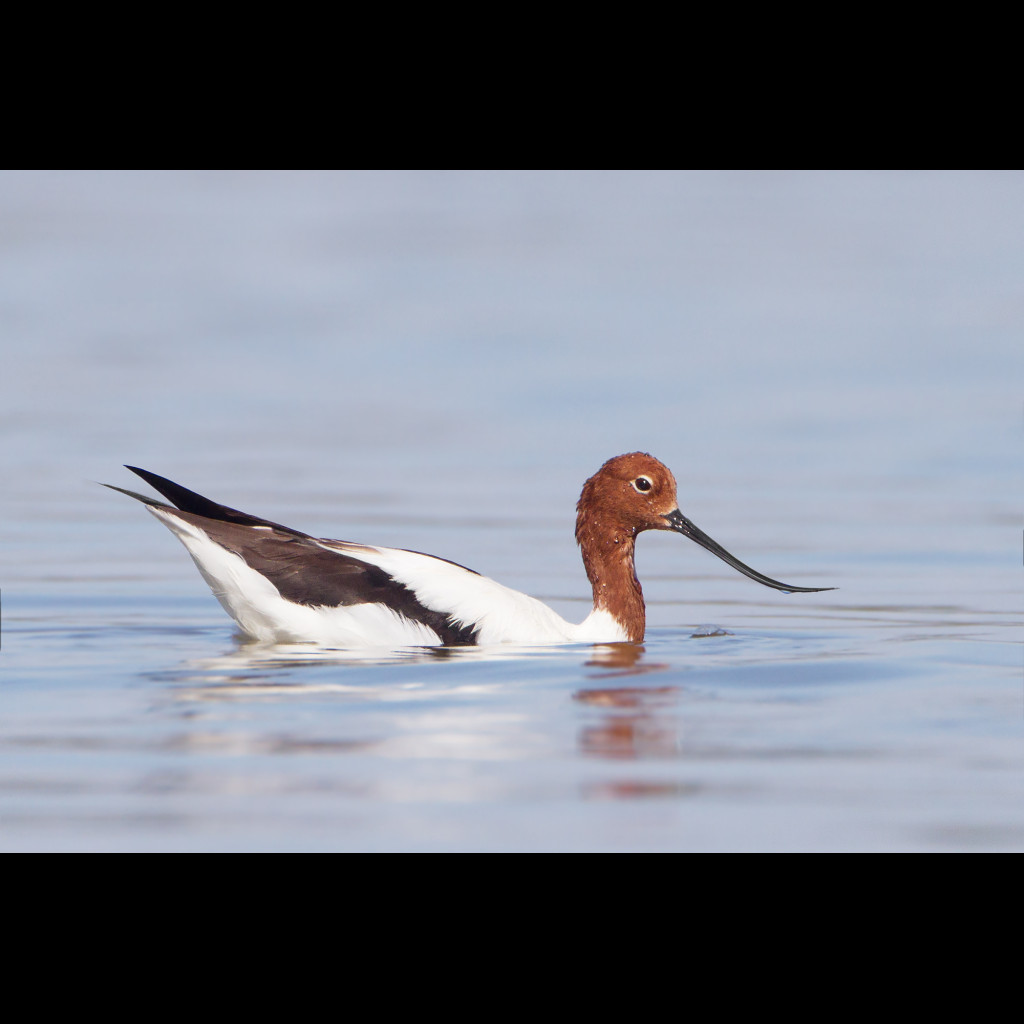 Red-necked Avocet