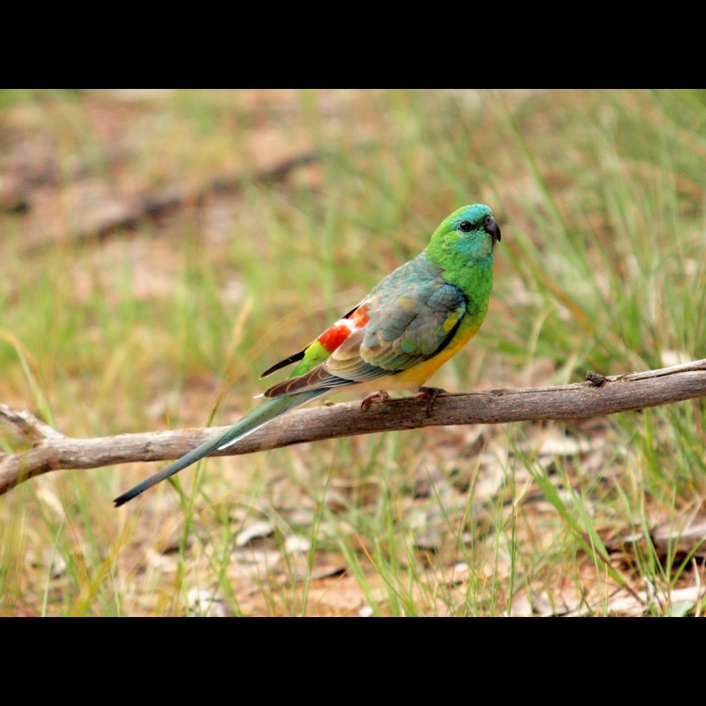 Red-rumped Parrot