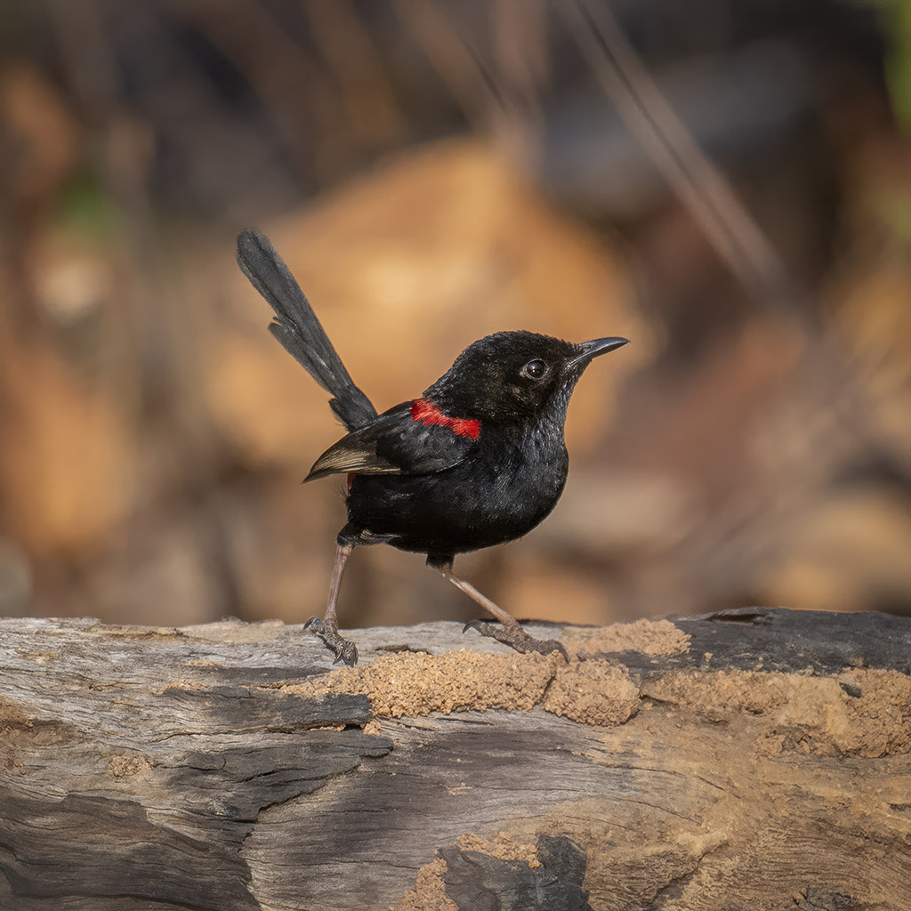 Red-backed Fairy-wren