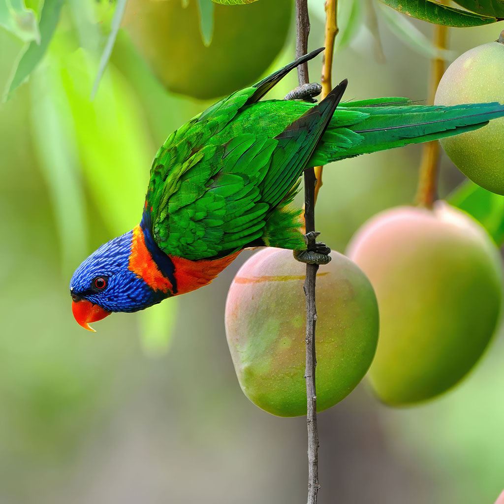 Red-collared lorikeet