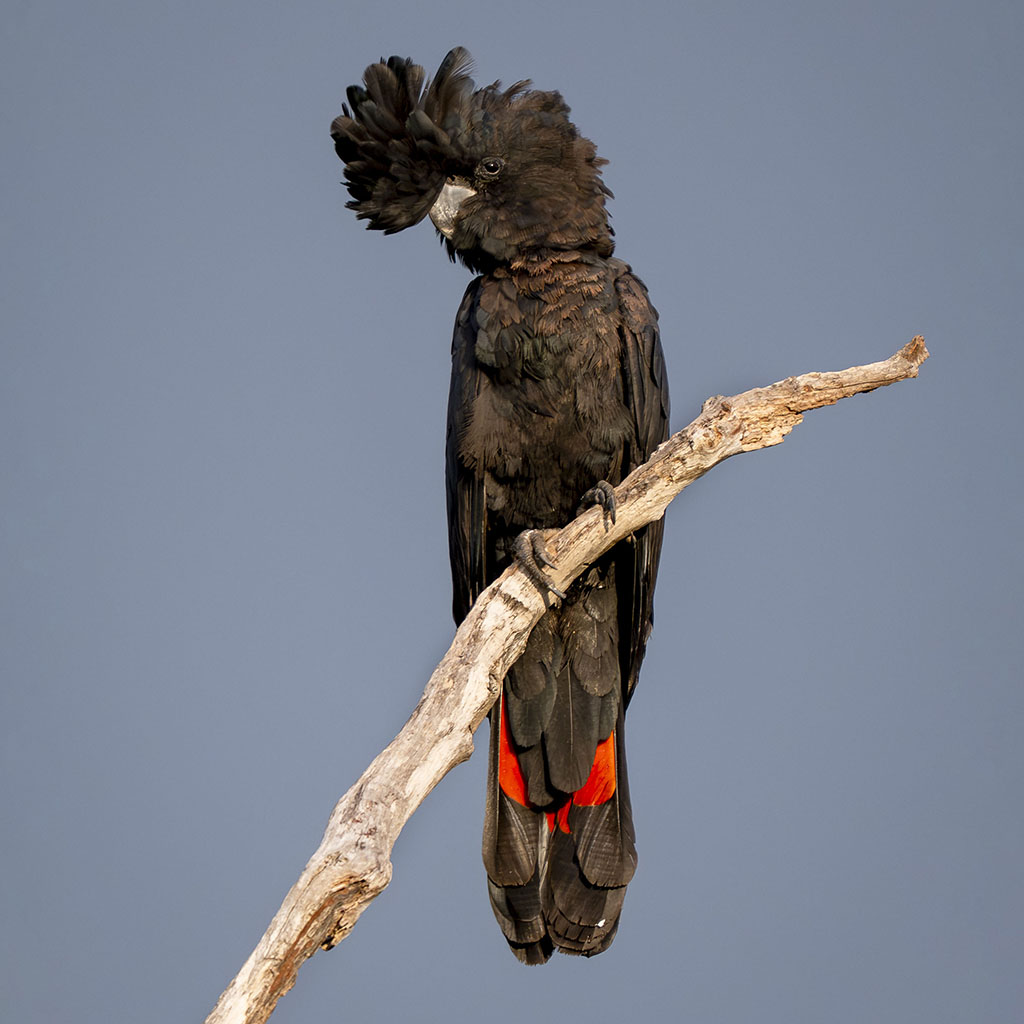 Red-tailed black cockatoo