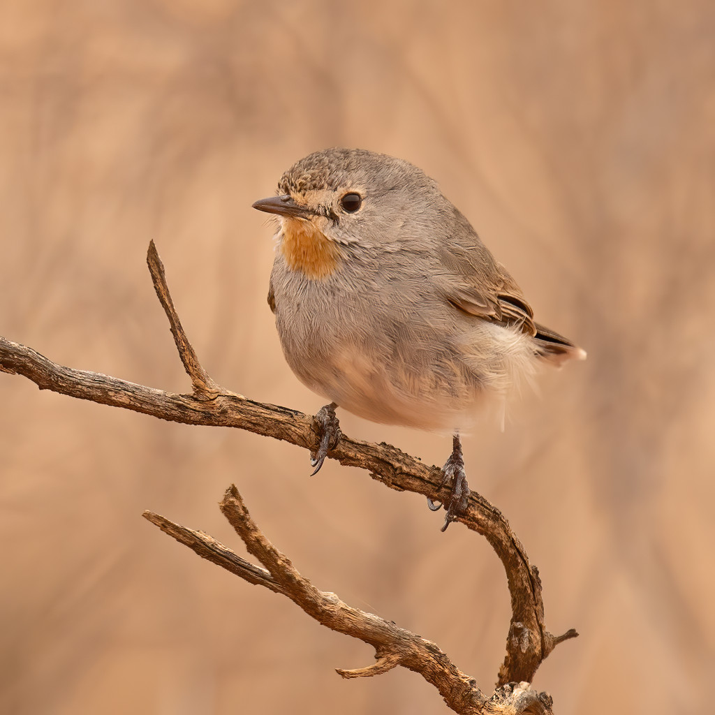 Redthroat