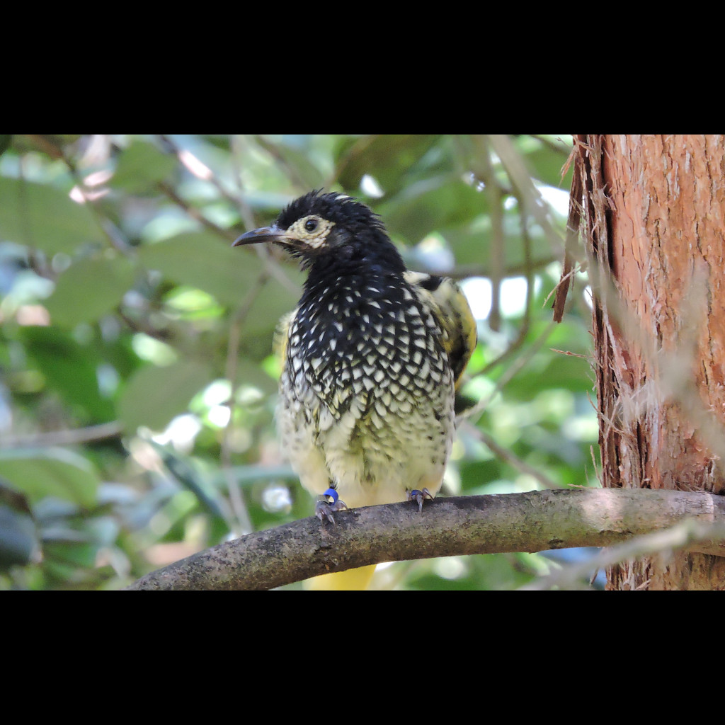 Regent Honeyeater