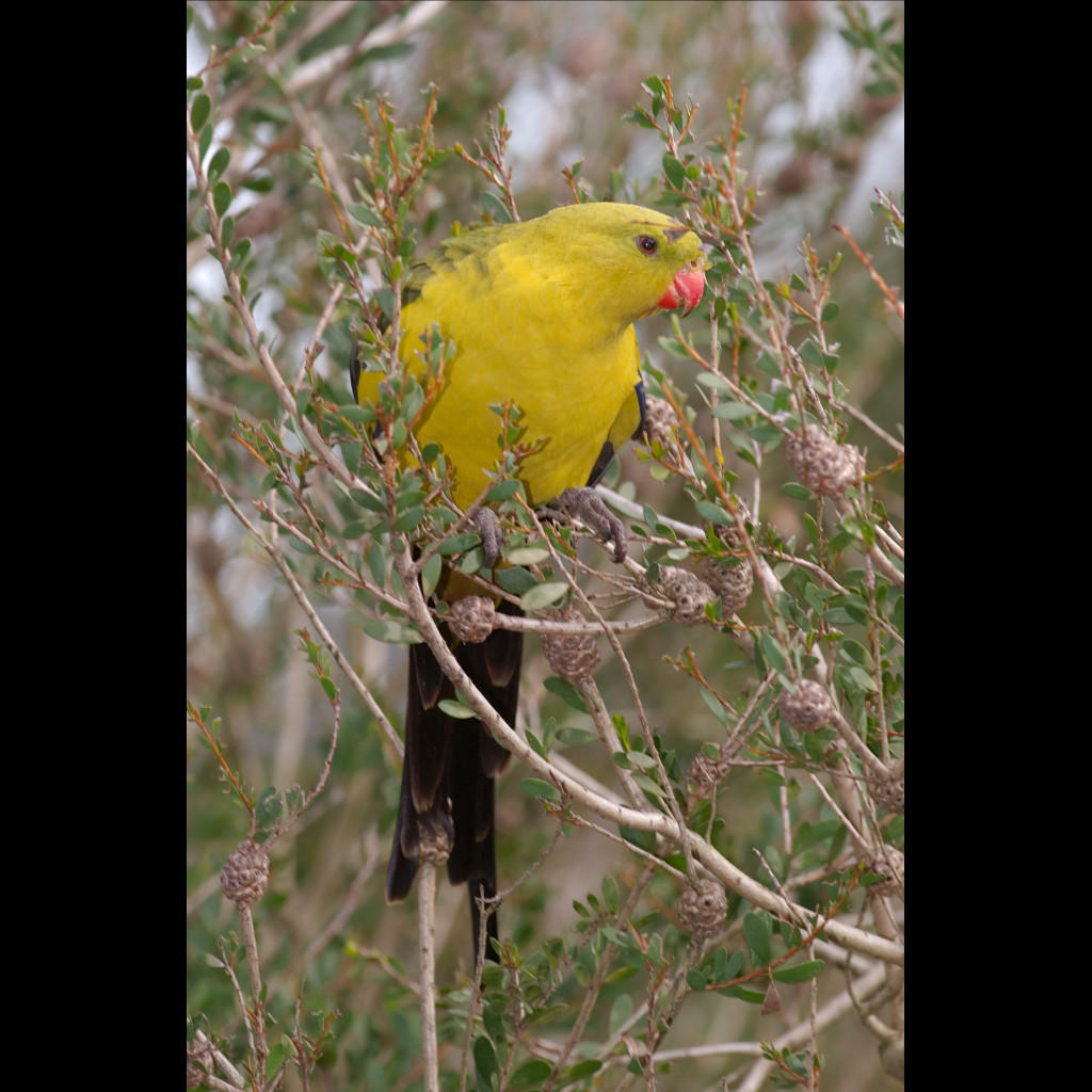 Regent Parrot