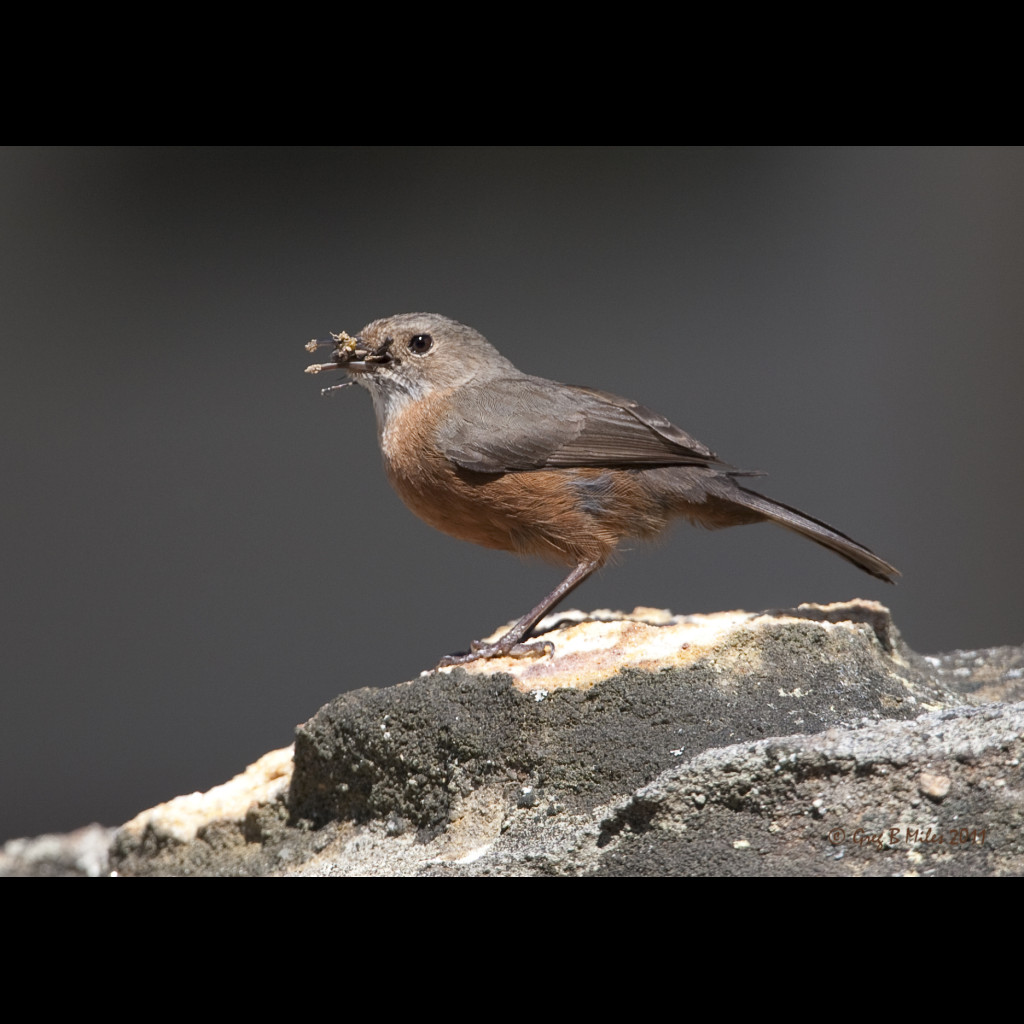 Rockwarbler