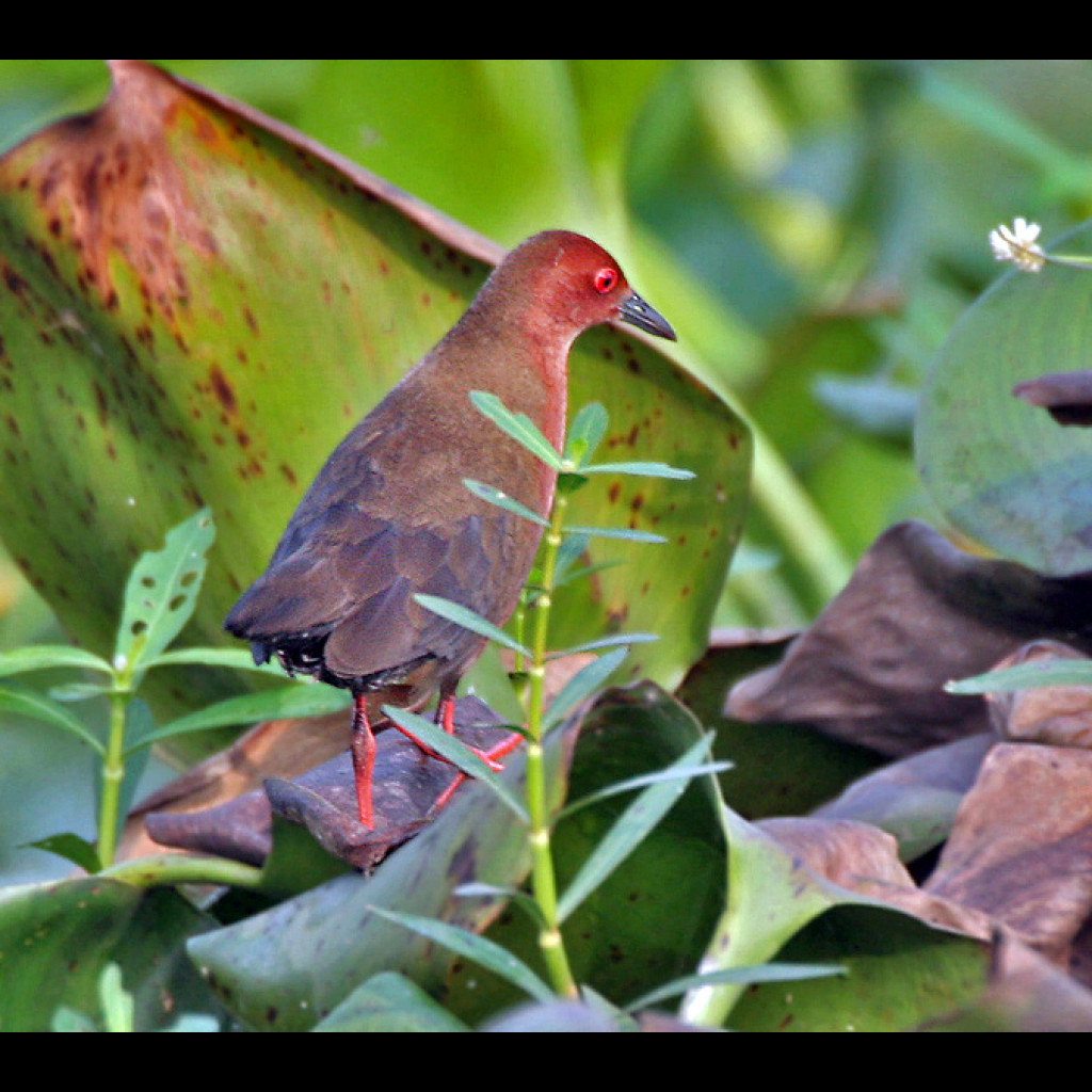 Ruddy-breasted Crake