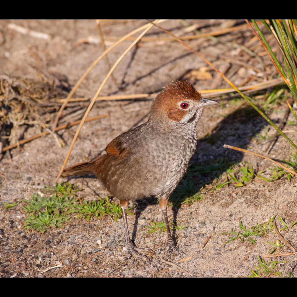 Rufous Bristlebird
