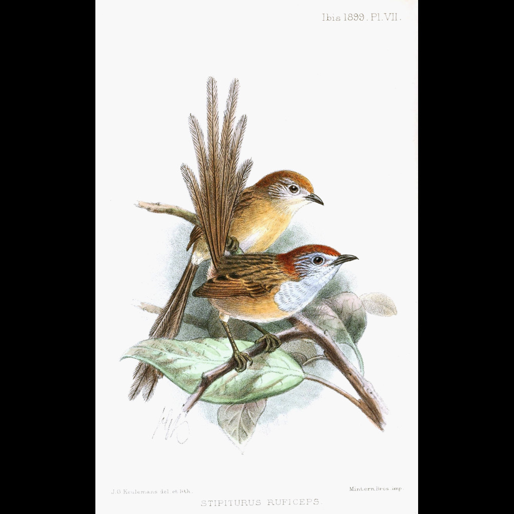 Rufous-crowned Emu-wren