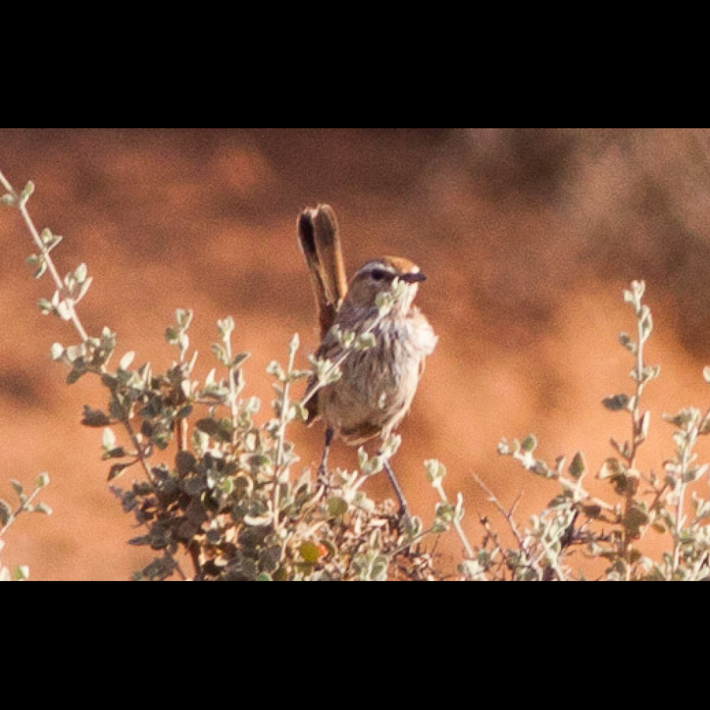 Rufous Fieldwren