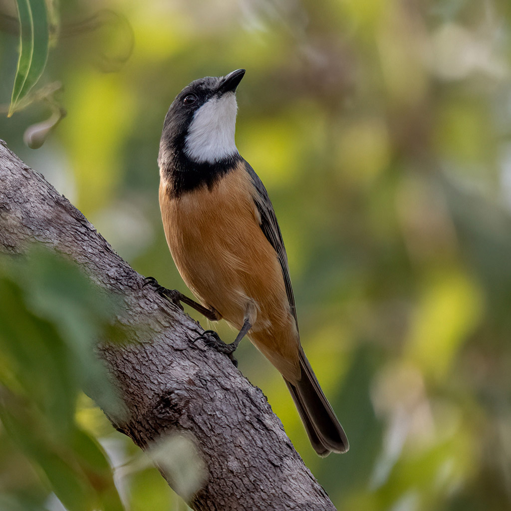 Rufous Whistler